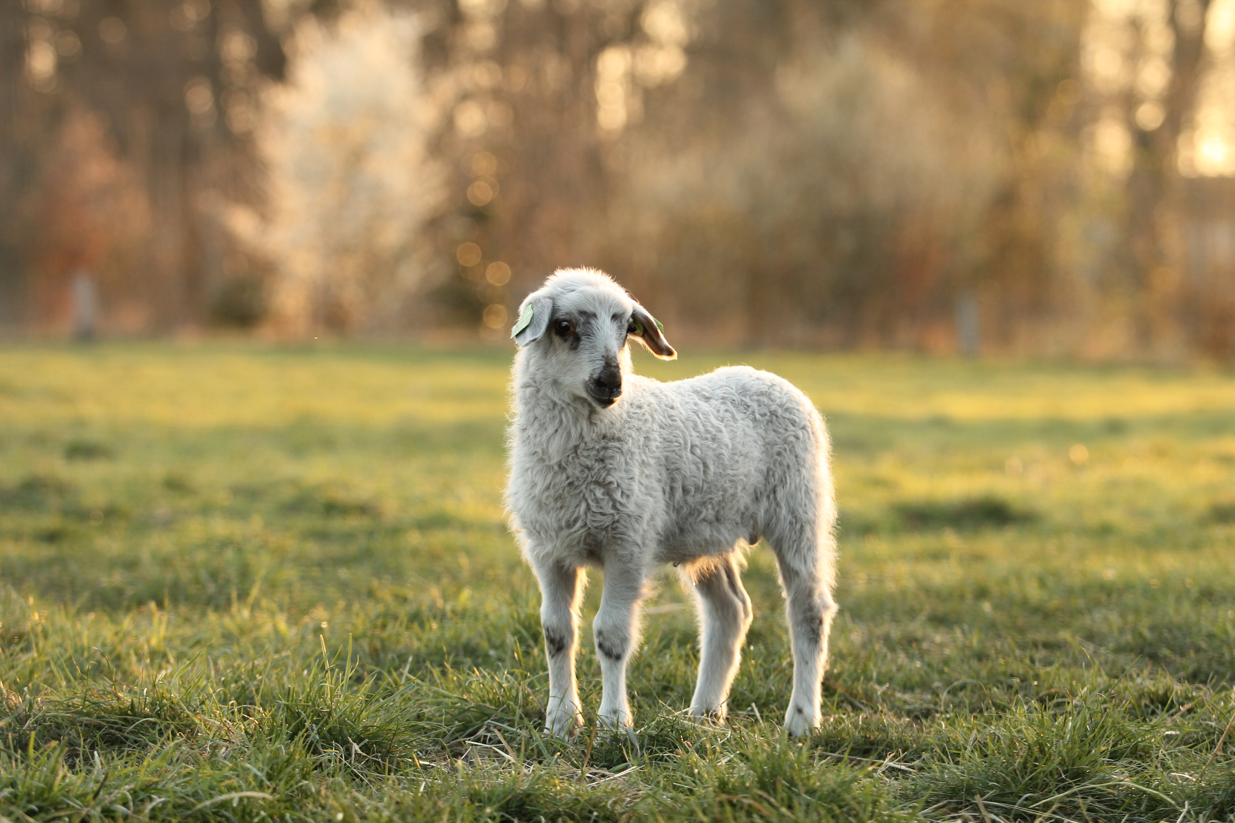 Lammetje in een weiland tijdens golden hour